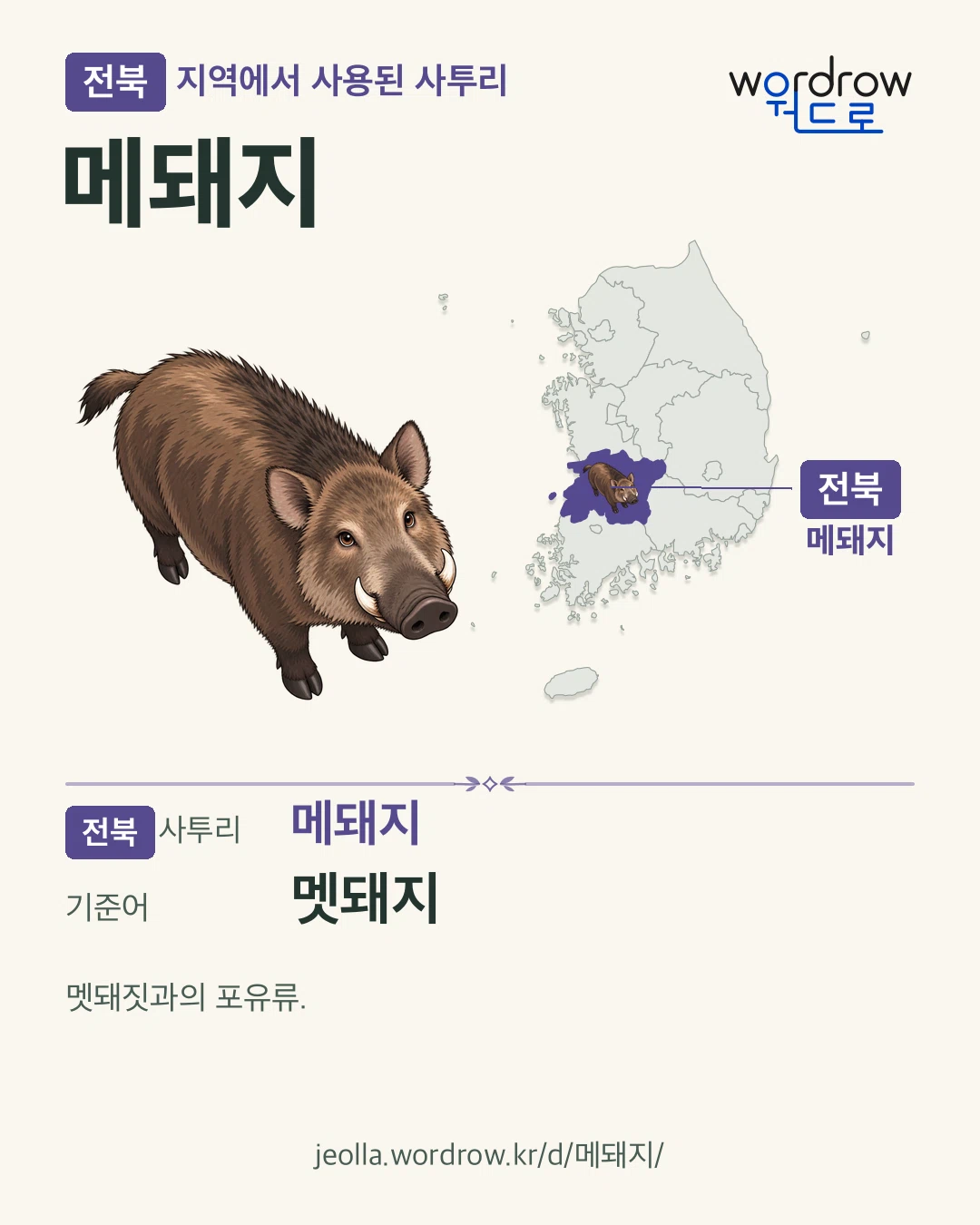 전북 지역에서 사용된 사투리 ‘메돼지’. 기준어: 멧돼지. 기록 지역을 표시한 카툰 삽화와 지도 카드.
