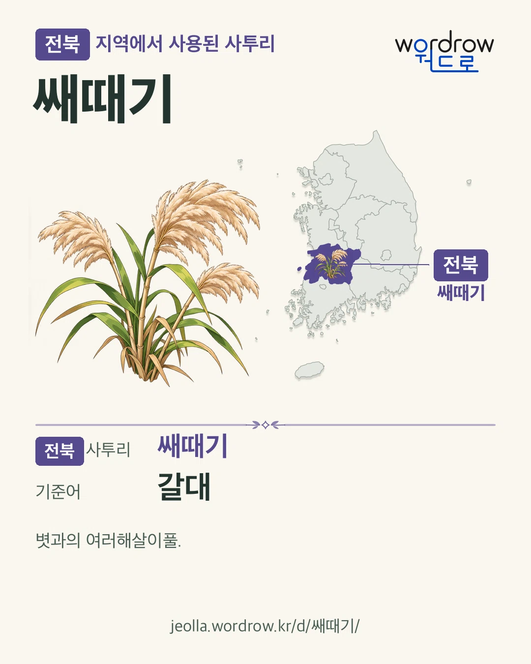 전북 지역에서 사용된 사투리 ‘쌔때기’. 기준어: 갈대. 기록 지역을 표시한 카툰 삽화와 지도 카드.