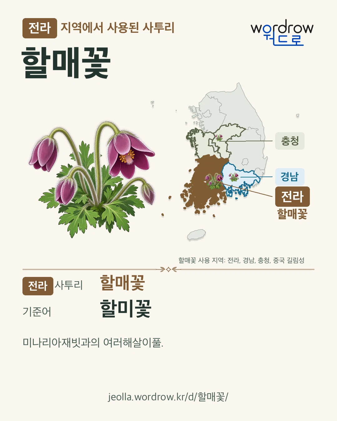 전라 지역에서 사용된 사투리 ‘할매꽃’. 기준어: 할미꽃. 기록 지역을 표시한 카툰 삽화와 지도 카드.