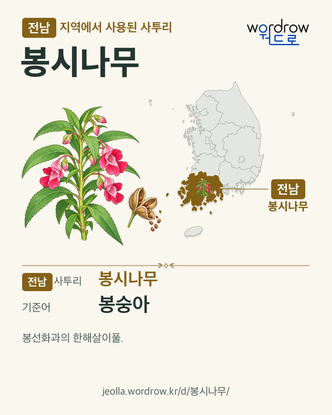 전남 지역에서 사용된 사투리 ‘봉시나무’. 기준어: 봉숭아. 기록 지역을 표시한 카툰 삽화와 지도 카드.