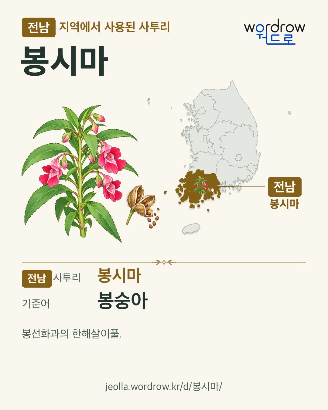 전남 지역에서 사용된 사투리 ‘봉시마’. 기준어: 봉숭아. 기록 지역을 표시한 카툰 삽화와 지도 카드.